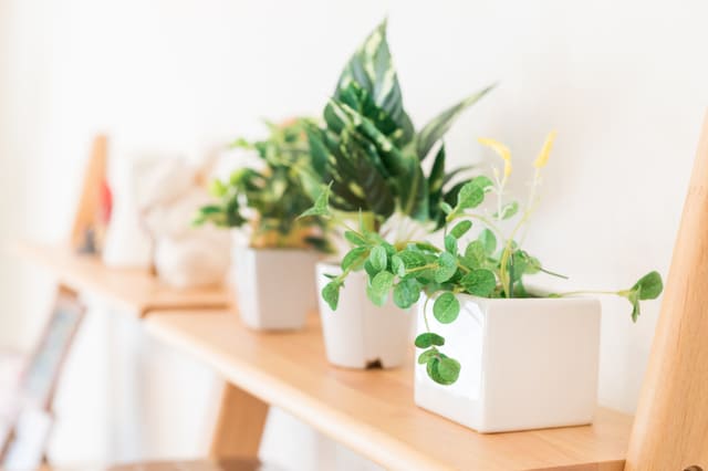 観葉植物や小物でモデルルーム演出